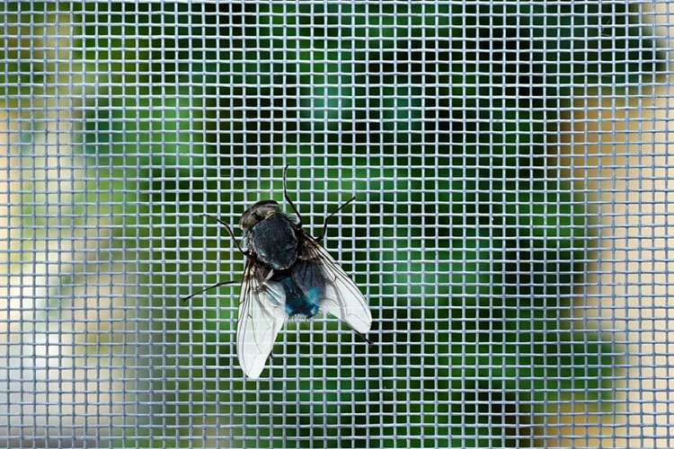 Insectenscherm